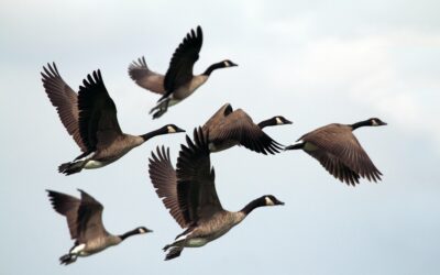 Information – Grippe aviaire