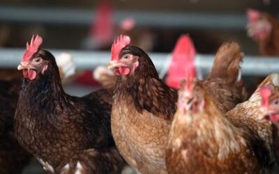 L’influenza aviaire toujours présente au Québec : mesures de prévention et de biosécurité maintenues